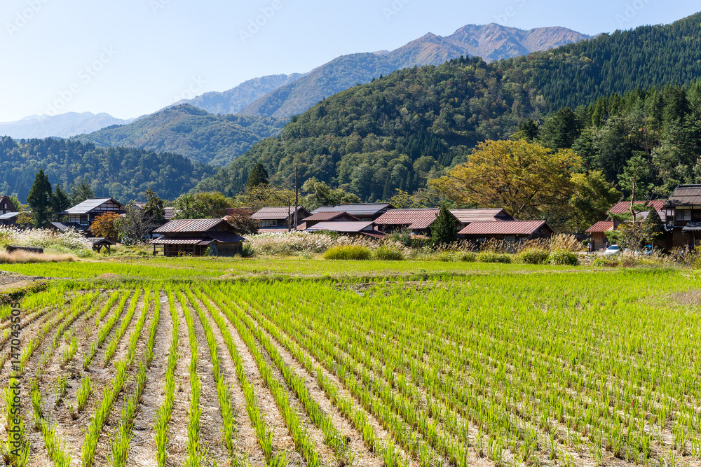 Shirakawago and rice field