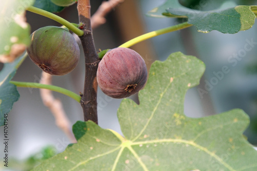 Raw and ripe common figs fruit on the branch of the fig tree in sunlight, nature.