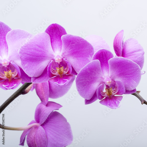 Pink streaked orchid flower, isolated on white background