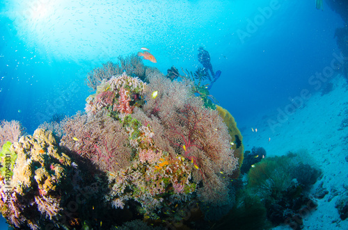 Underwater scene. Coral reef, colorful fish groups and sunny sky shining through clean ocean water.