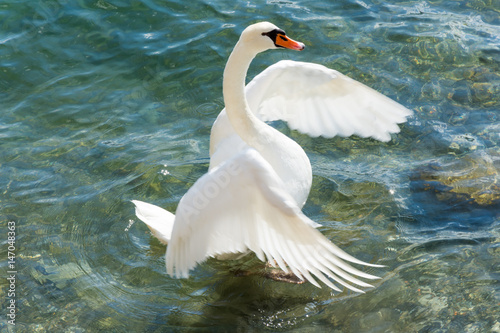 A beautiful white swan unfolding his wings