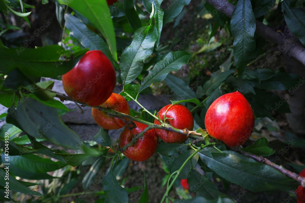Organic peaches on tree branch Organic peaches on tree branch