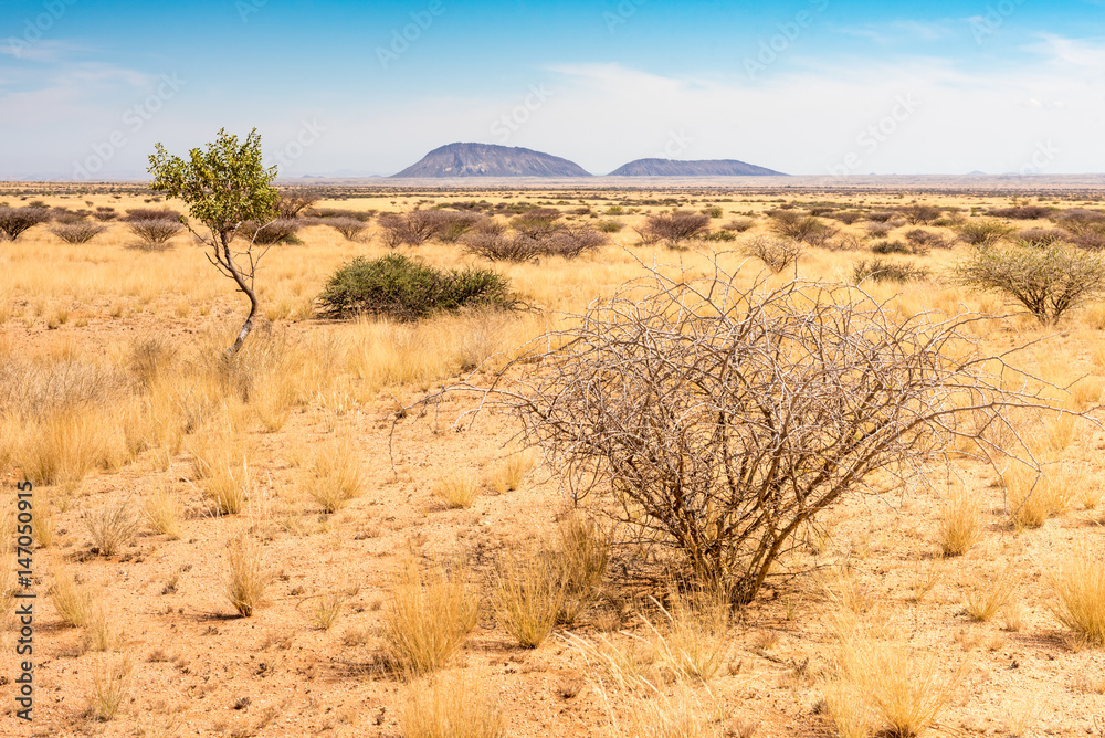 Savanne westlich der Spitzkoppe, Erongo, Namibia