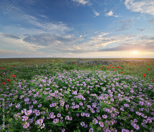 Fototapeta Naklejka Na Ścianę i Meble -  Spring flowers  in meadow.
