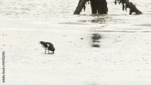 Oystercatcher (Haematopus ostralegus) feeding or foraging on a muddy coastal shoreline