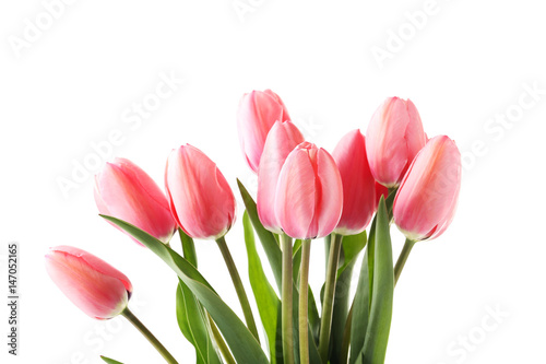 Pink tulips isolated on a white background