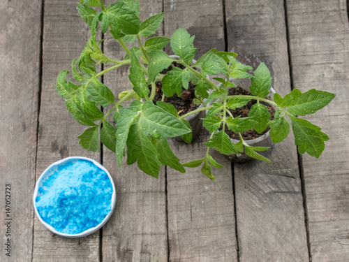 Tableau sur toile Preparing and spray verdigris on vegetable garden - copper sulfate