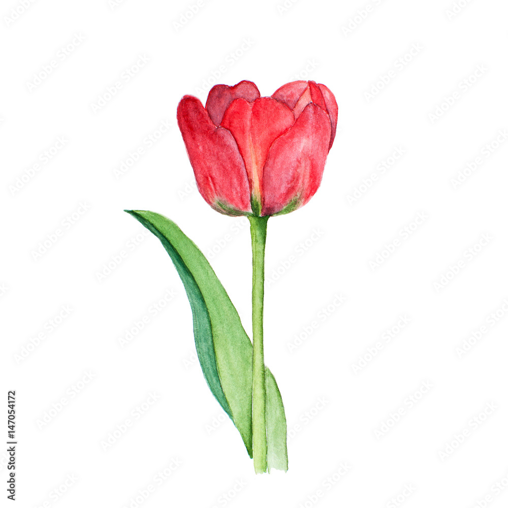 Botanical watercolor illustration sketch of red tulip flower on white background Botanical watercolor illustration sketch of red tulip flower on white background