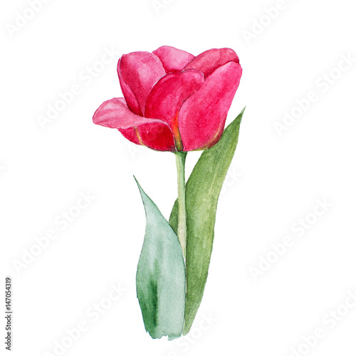 Botanical watercolor illustration sketch of red tulip flower on white background photo