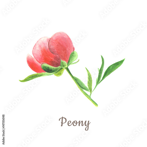 Botanical watercolor illustration sketch of pink peony with leaves on white background photo