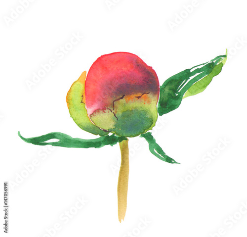 Botanical watercolor illustration sketch of pink peony bud on white background photo