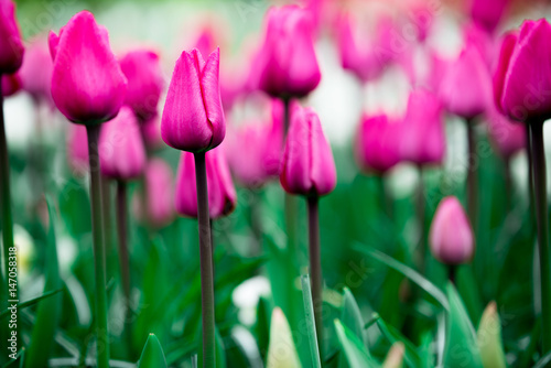 Beautiful flowers in Holland