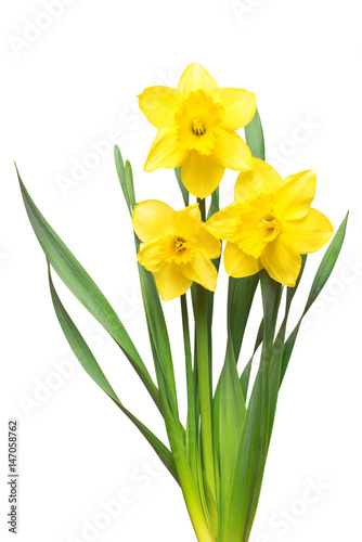 Fototapeta Naklejka Na Ścianę i Meble -  Bouquet of yellow daffodils flowers isolated on white background. Flat lay, top view