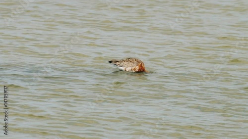 Black-tailed Godwit (Limosa limosa) feeding or foraging in the shallows