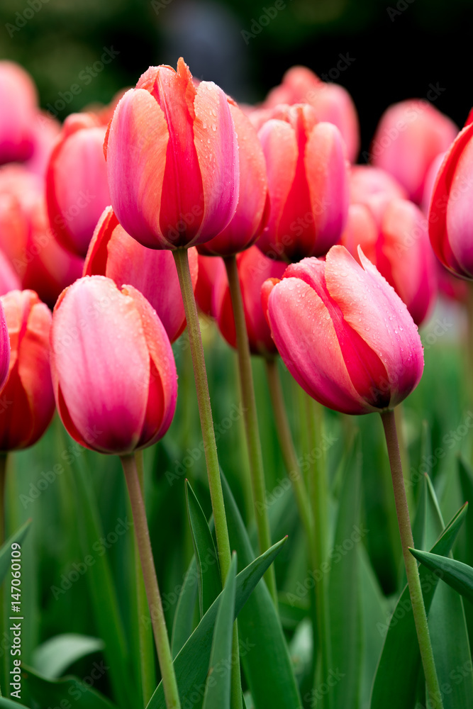 Fototapeta premium Beautiful flowers in Holland