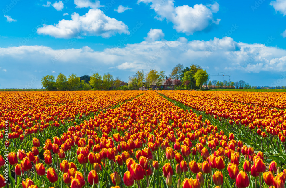 Field with orange yellow tulips in the Netherlands