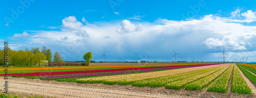 Field with colorful tulips in the Netherlands