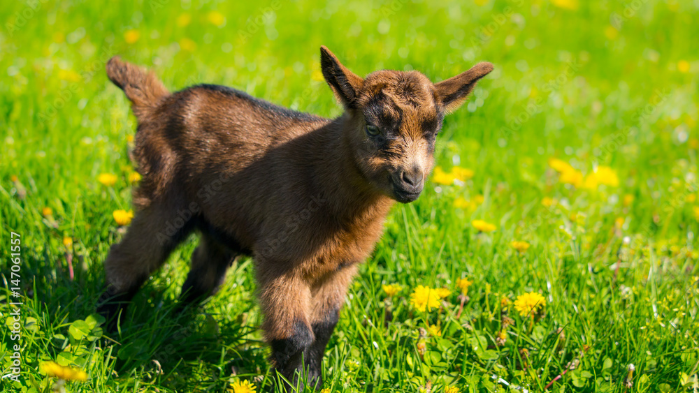 Fototapeta premium Junge Ziegen beim ersten Ausflug aus dem Stall