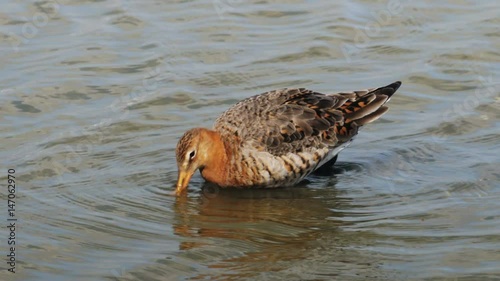 Black-tailed Godwit (Limosa limosa) feeding or foraging in the shallows