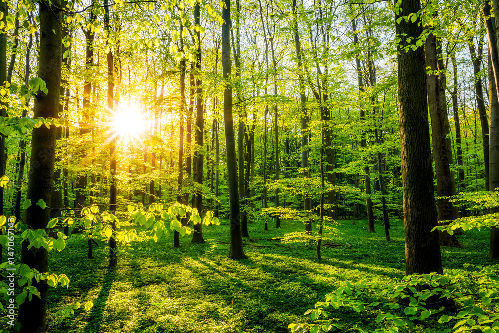 Naklejka premium Las wiosną ze słońcem wpadającym przez drzewa