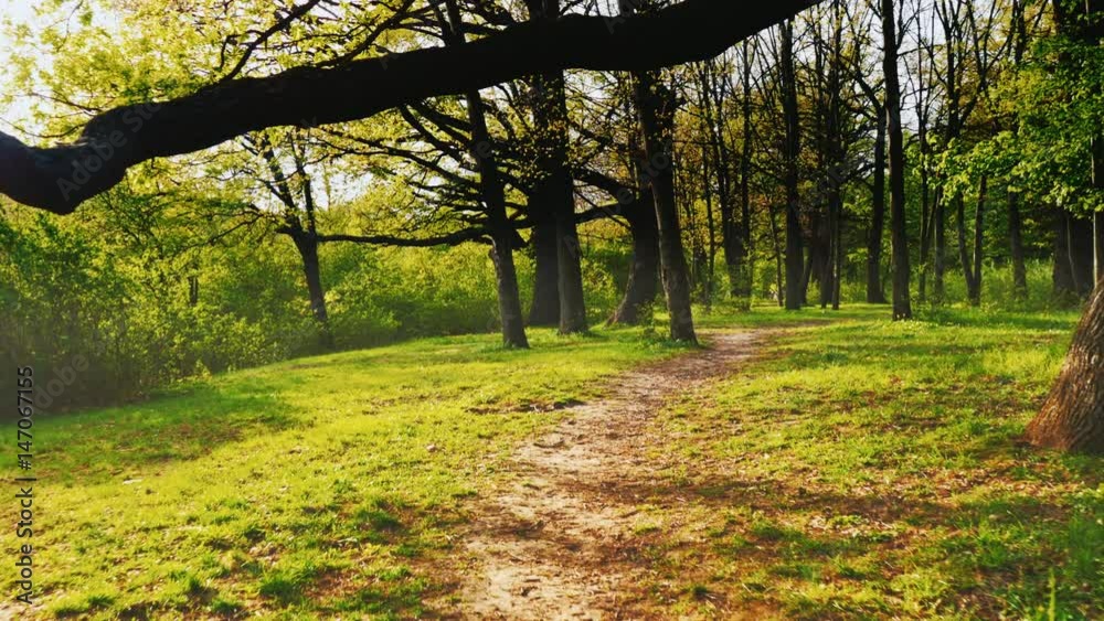 A path in the spring forest. The sun shines beautifully through the trees with glare. Steadicam shot
