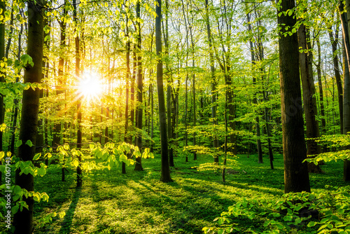 Naklejka Las na wiosnę z słońce świeci przez drzewa