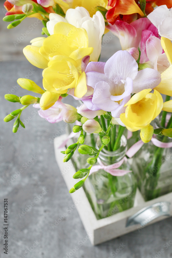 Colorful freesia flowers on grey background.