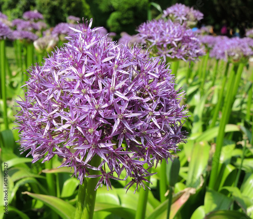 Purple Allium flower in full bloom