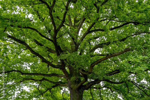 The crown of a oak tree