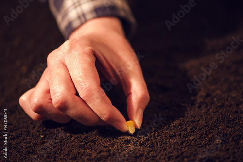 Female hand seeding corn in agricultural arable field soil