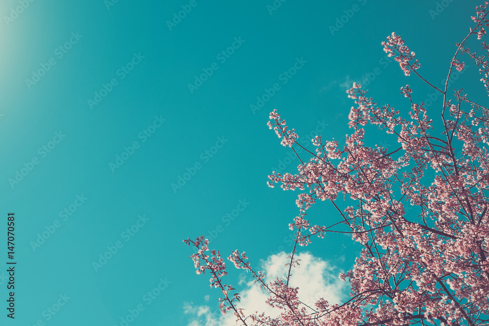 Pink blossoms on the branch with blue sky during spring blooming Branch with pink sakura blossoms and blue sky background.soft focus Pink blossoms on the branch with blue sky during spring blooming Branch with pink sakura blossoms and blue sky background.soft focus
