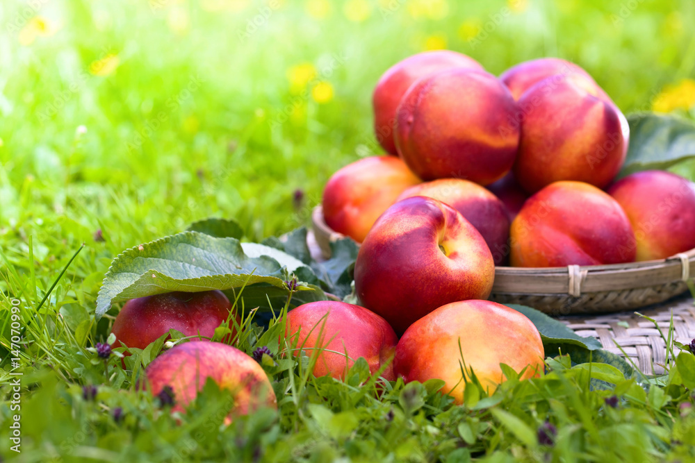Ripe juicy nectarines in garden Ripe juicy nectarines in garden