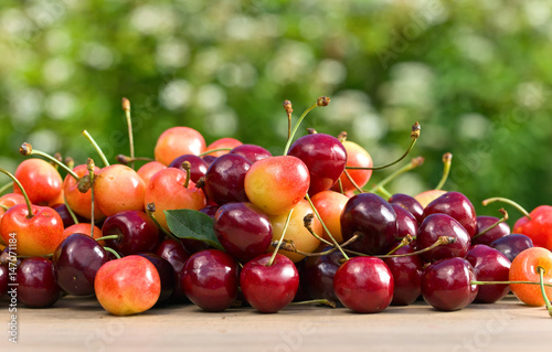 Sweet cherries in garden