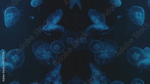 Many jellyfish named Aurelia aurita illuminated with blue light swimming in aquarium or sea. Group of moon jellyfish swimming underwater. photo