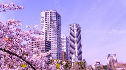 Sticker Sakura blooming in springtime at Tokyo Ueno Park
