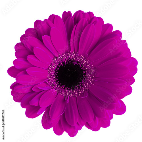 Colored gerbera macro isolated on white