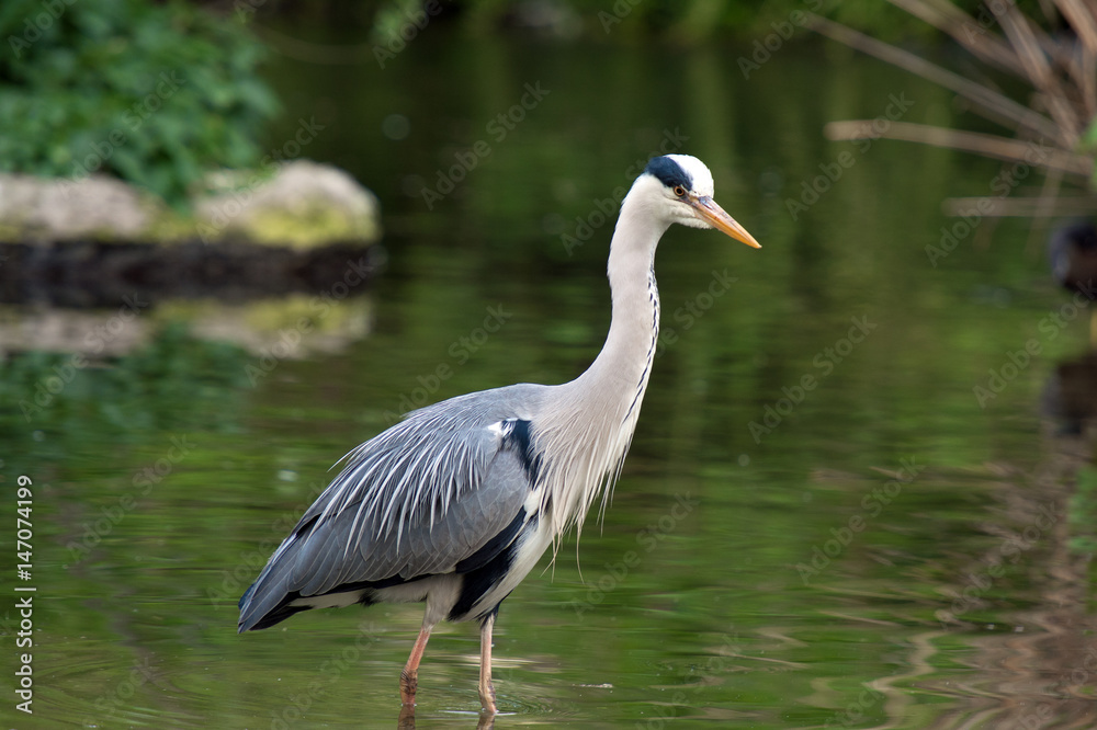 Naklejka premium Grey Heron stands in a river