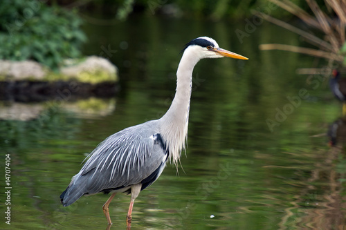 Grey Heron stands in a river