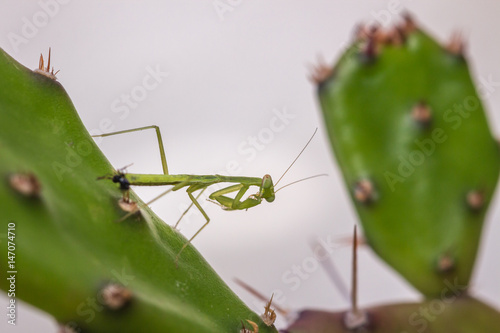 Green Praying Mantis nymph with an ant biting his body, Cape Town, South Africa photo