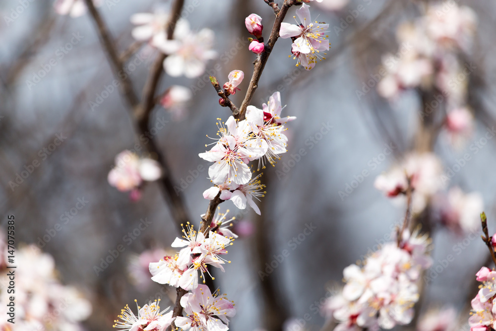 Beautiful flowers on apricot tree in spring