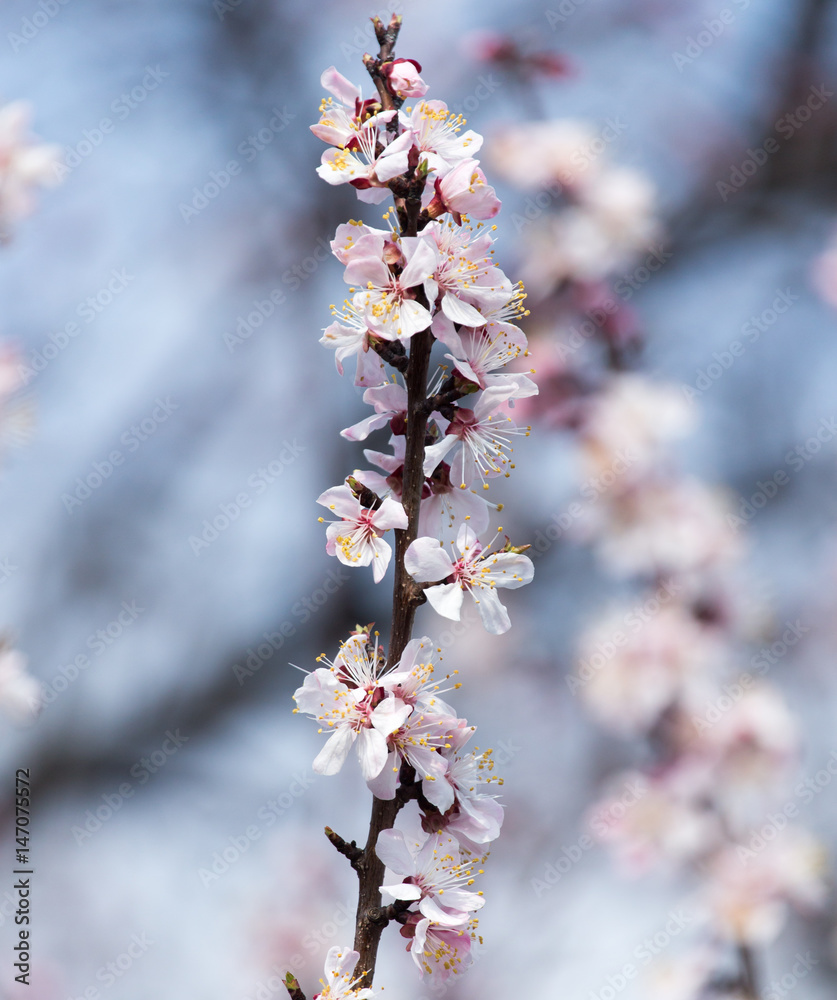 Beautiful flowers on apricot tree in spring