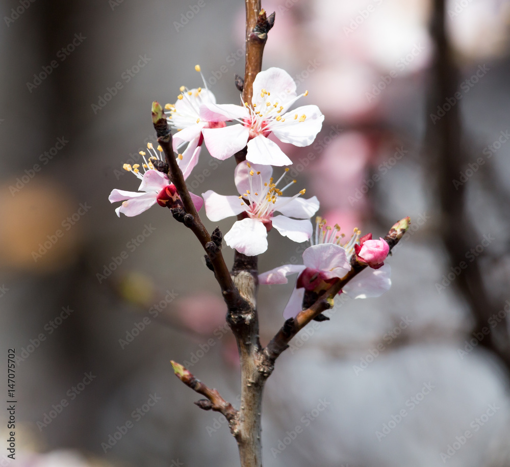Beautiful flowers on apricot tree in spring Beautiful flowers on apricot tree in spring
