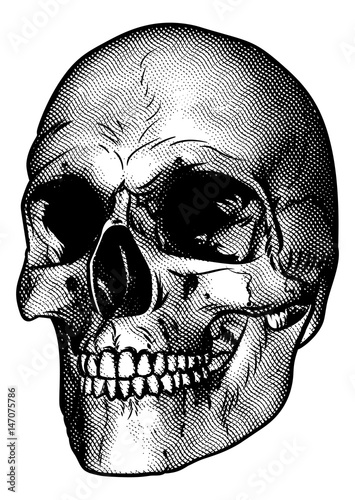 Human Skull Drawing