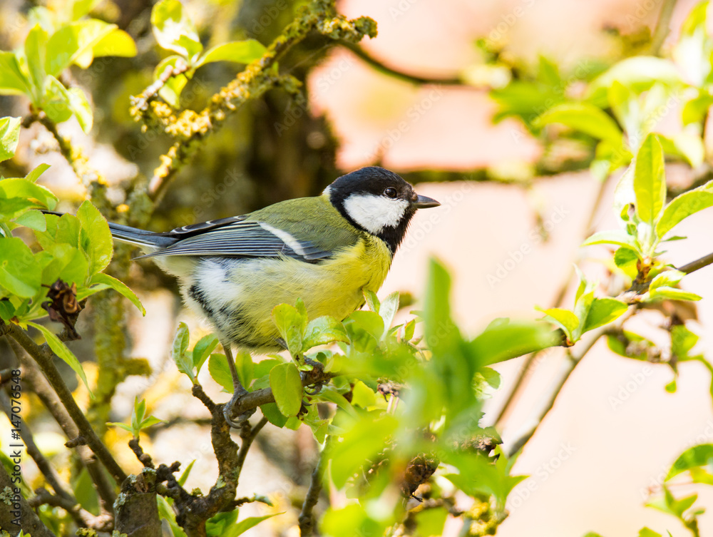 Obraz premium Great Tit bird sitting on a tree branch