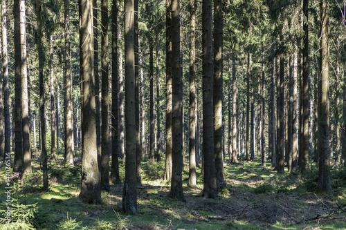 fir trees in afternoon light in the forest