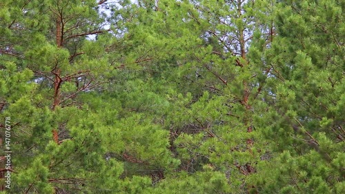 Huge old pine trees in wood moving on wind. Beautiful fresh green nature background. Real time full hd video footage. photo