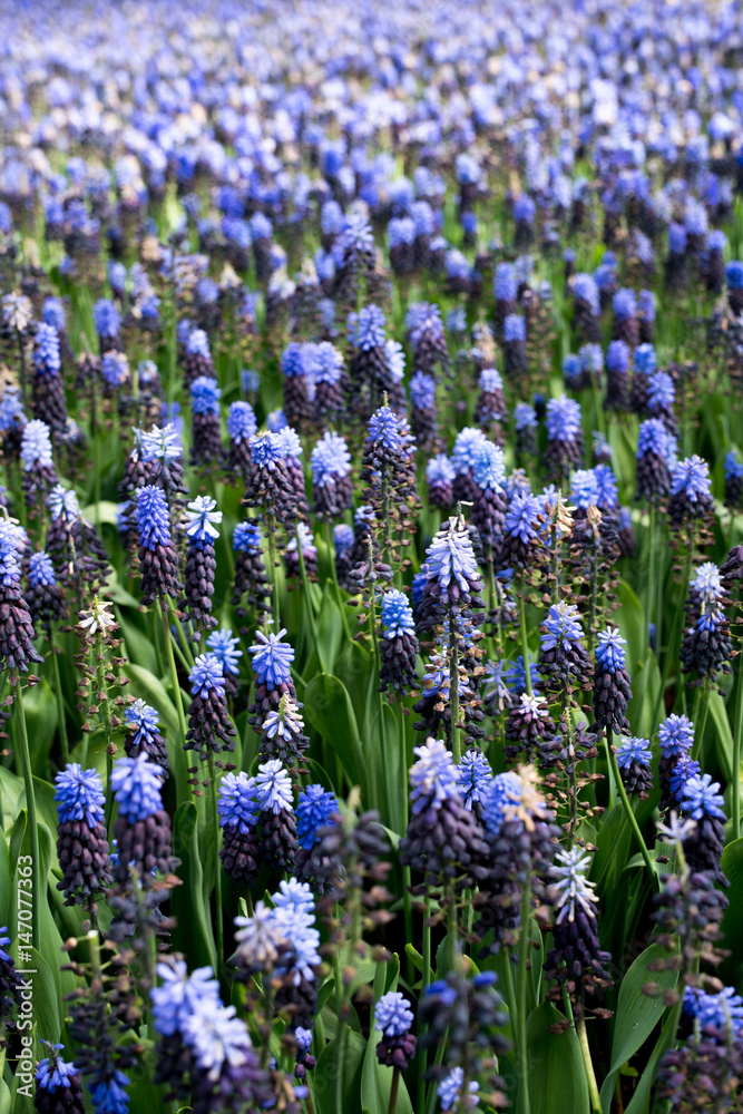 Obraz premium Beautiful flowers in Holland