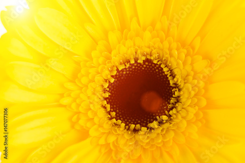 Floral background  gerbera close-up in the rays of the sun