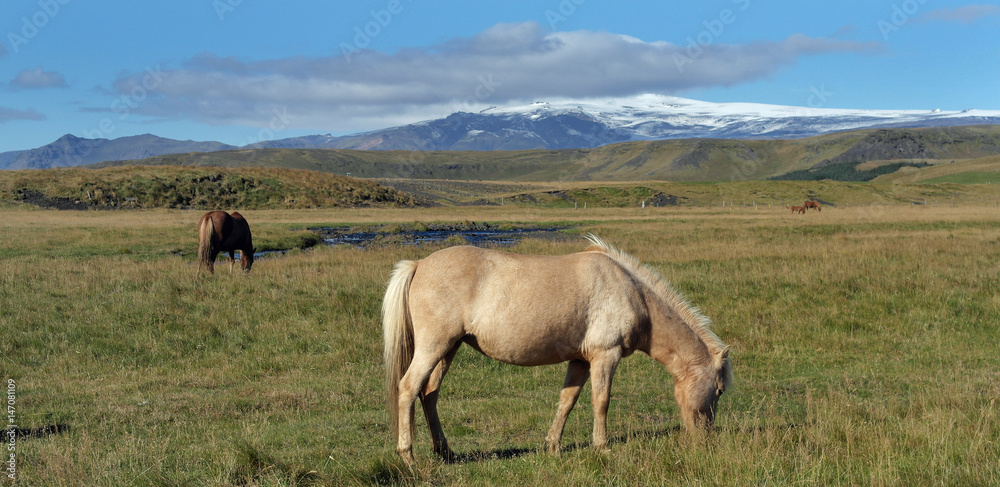 Icelandic horse 