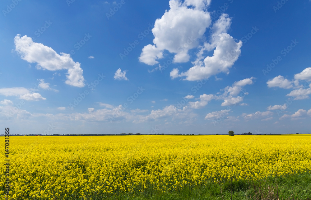 Yellow colza field with fantastic blue spring sky